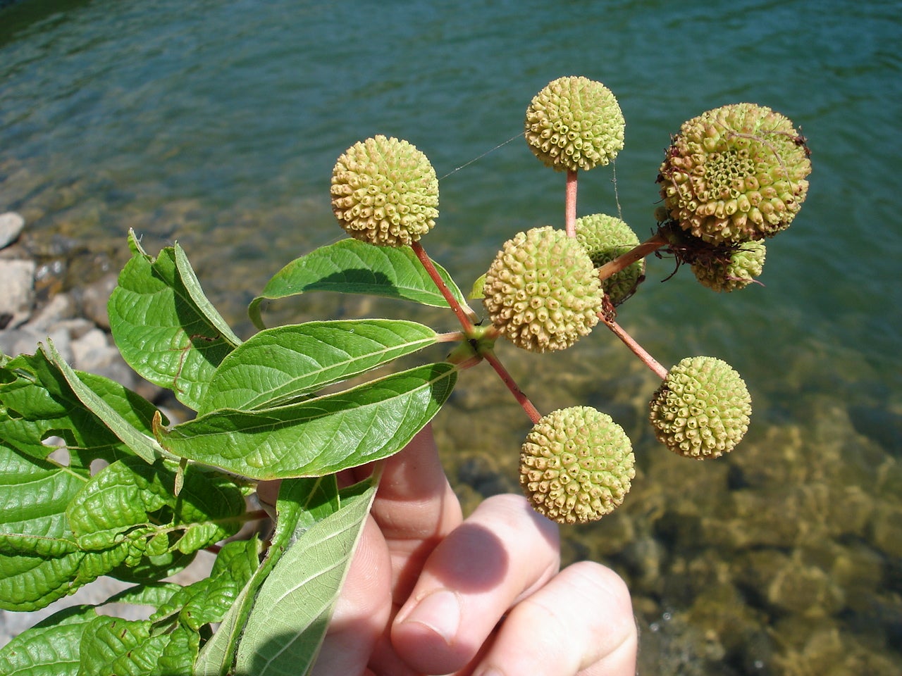 Emergent Aquatic Plants Outdoor Alabama